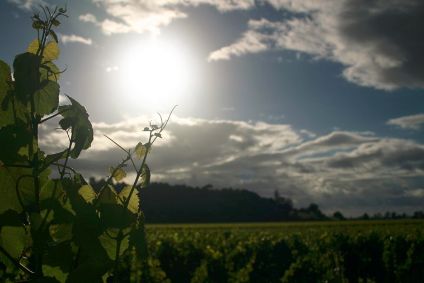 New Zealand wine exports climb 6% in value - figures