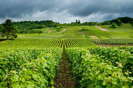Comite Champagne mulls AOC change to ban herbicides - FREE TO READ