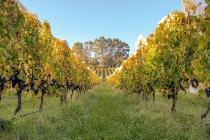 Jackson Family returns to Australia with Giant Steps Winery - Just