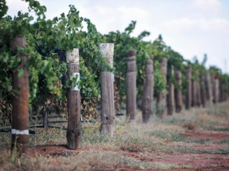 Casella Family Brands confirms vineyard consolidation in Australia