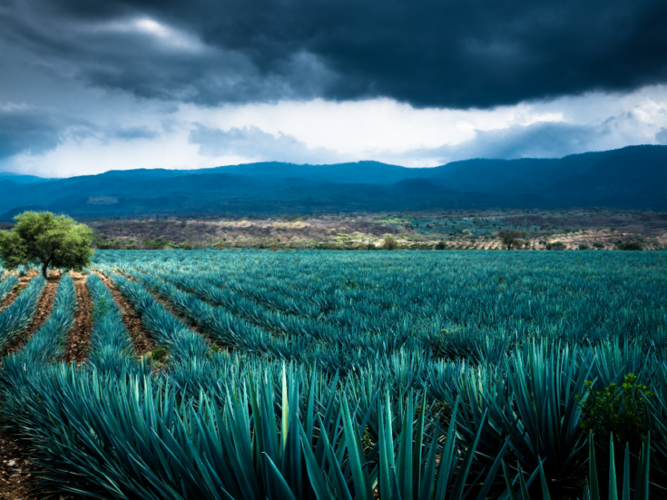 Could finite supply and high agave prices be about to burst Tequila’s celebrity-driven bubble?