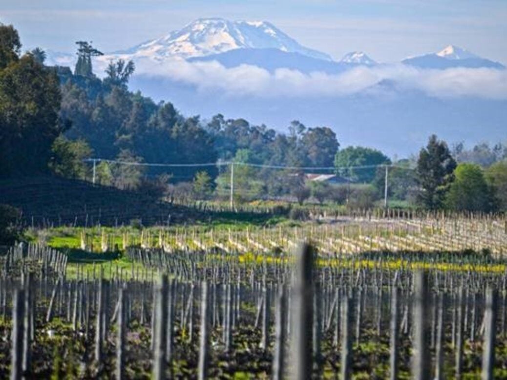 View of Andes from Viña Las Niñas