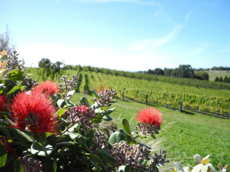 A New Zealand winery in Ruby Bay