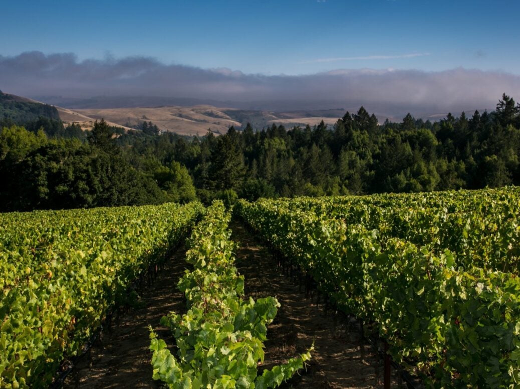 Platt Vineyard