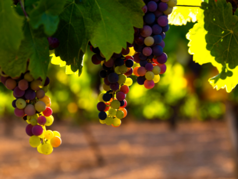 UK wine boom set to continue due to global warming trends UK wine boom set to continue due to global warming trends