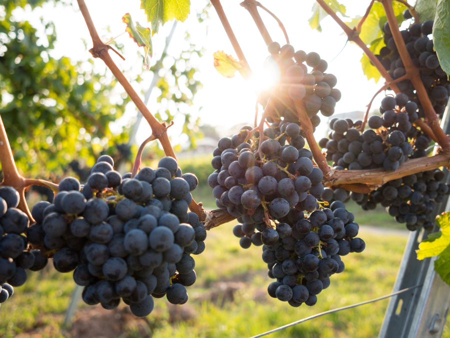 Weilong Grape sells Australian vineyards