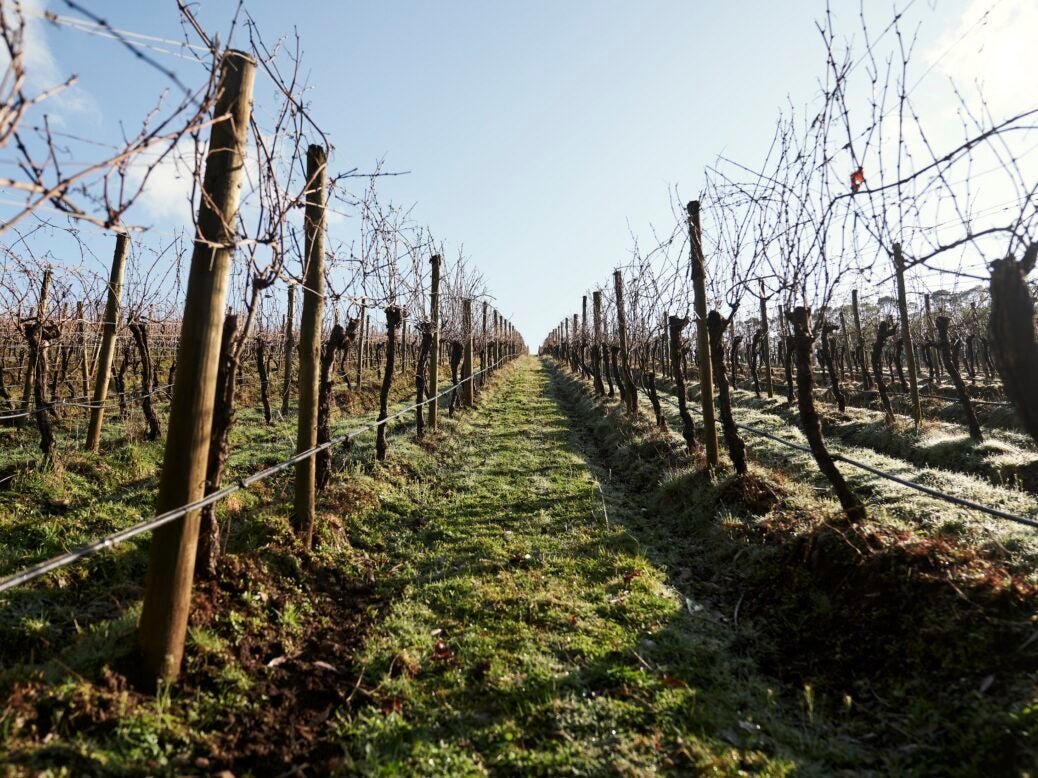 Bastard Hill vineyard, bought by Jackson Family Wines