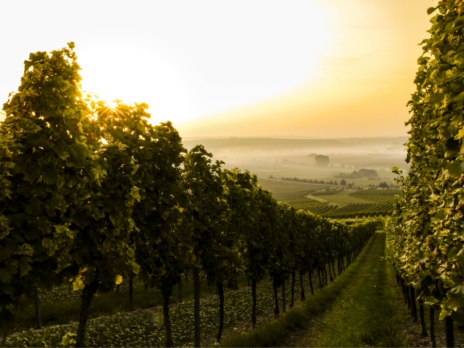Fetzer Vineyards changes name to Bonterra Organic Estates
