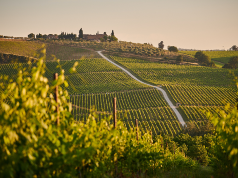 How extreme summer weather tested Europe’s wine regions