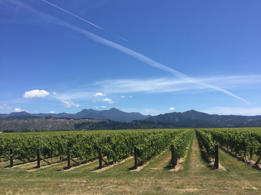 High on Wine in New Zealand