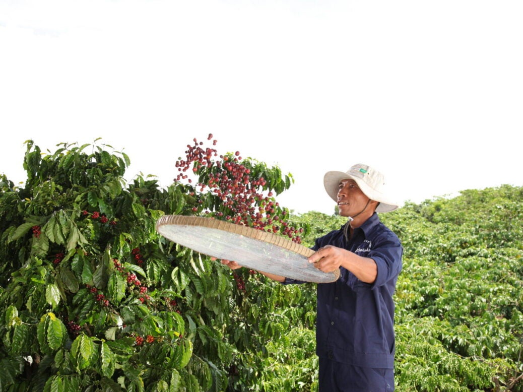 Nestlé coffee farmer checking the quality of freshly picked coffee cherries