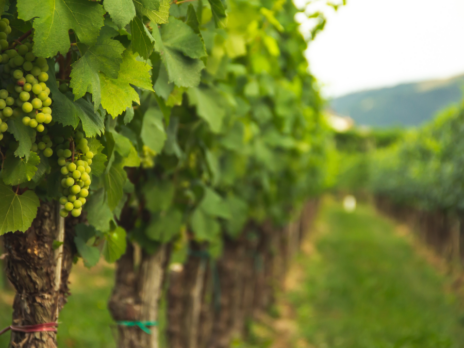 Treasury Wine Estates buys majority of France’s Château Lanessan