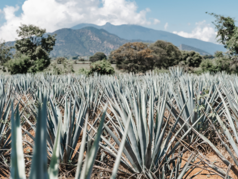 Eari Beverage Group snaps up agave wine producer Madre Agave