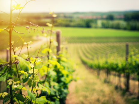 Casella Family Brands in asset sale to Australian peer Southern Premium Vineyards Casella Family Brands in asset sale to Australian peer Southern Premium Vineyards