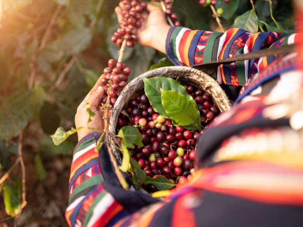 Woman picking red coffee beans