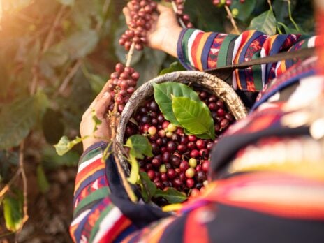 Coffee and ESG: the challenges of carbon insetting