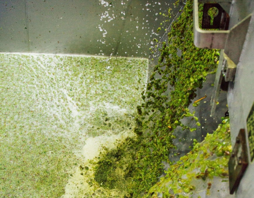 Sauvignon Blanc grapes falling into a large steel tank