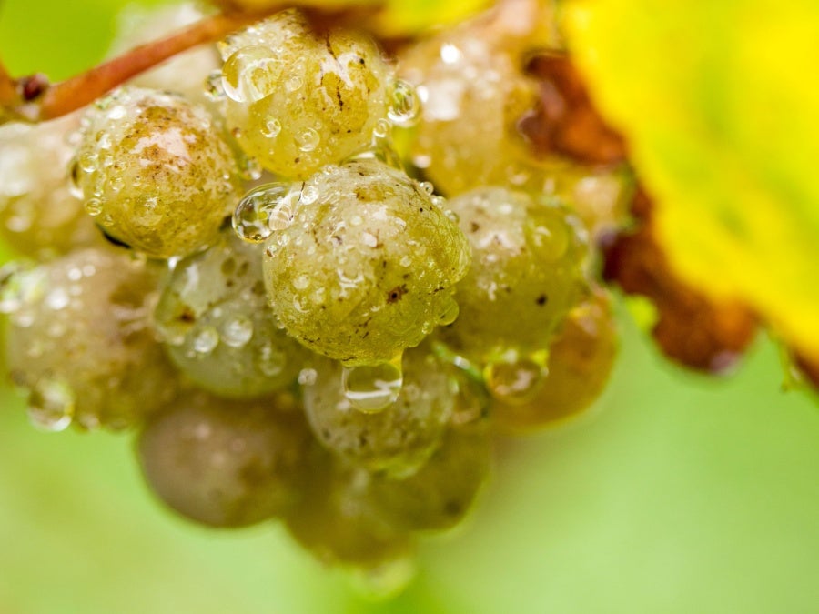 Close up shot of Babich Wines Sauvignon Blanc grapes on the vine covered in water droplets