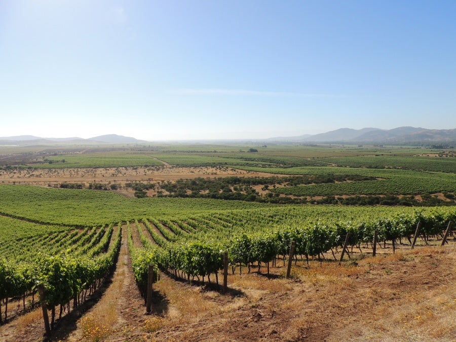 Concho Y Toro vineyards