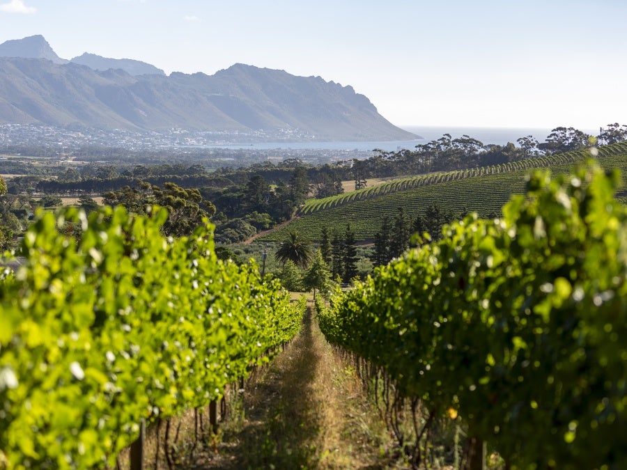 Journey's End vineyards near Cape Town, South Africa.