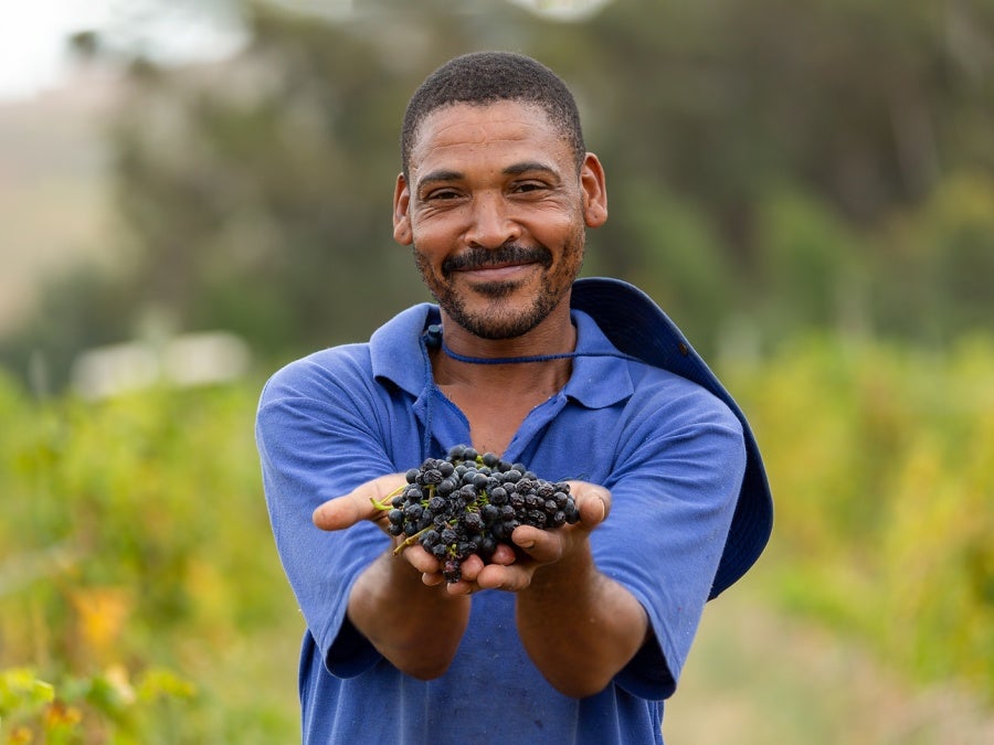 A vineyard worker with a bunch of red grapes 