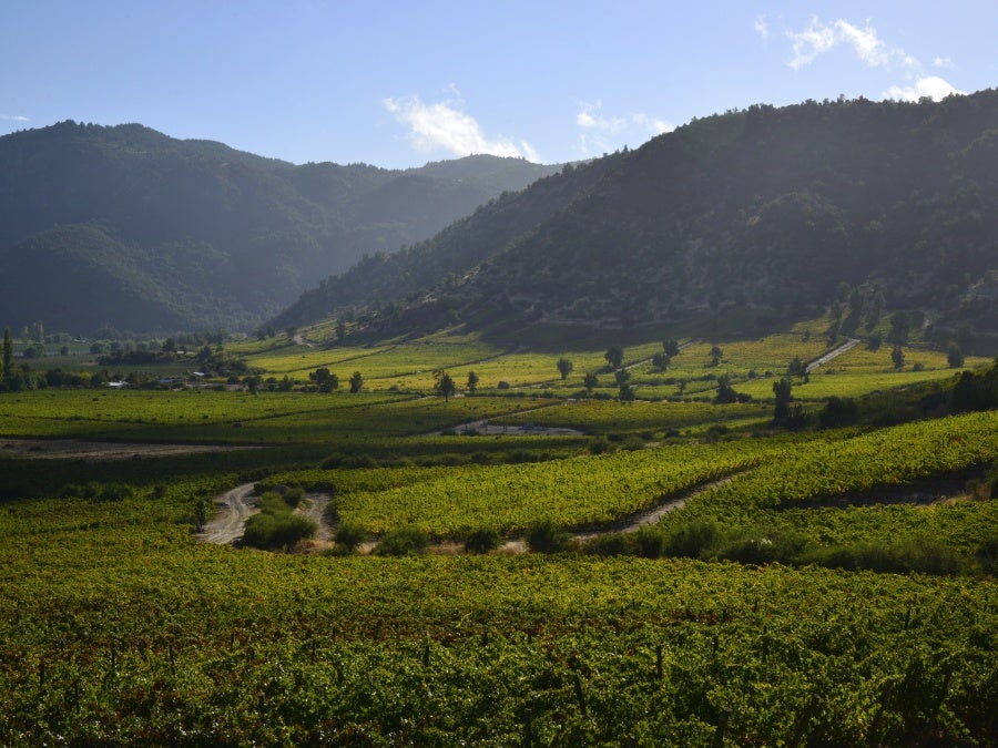 A Valdivieso vineyard stretches into the distance in the sunshine in Sagrada Familia, Chile.