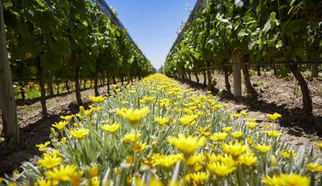 Yellow flowers between two rows of vines with a blue sky