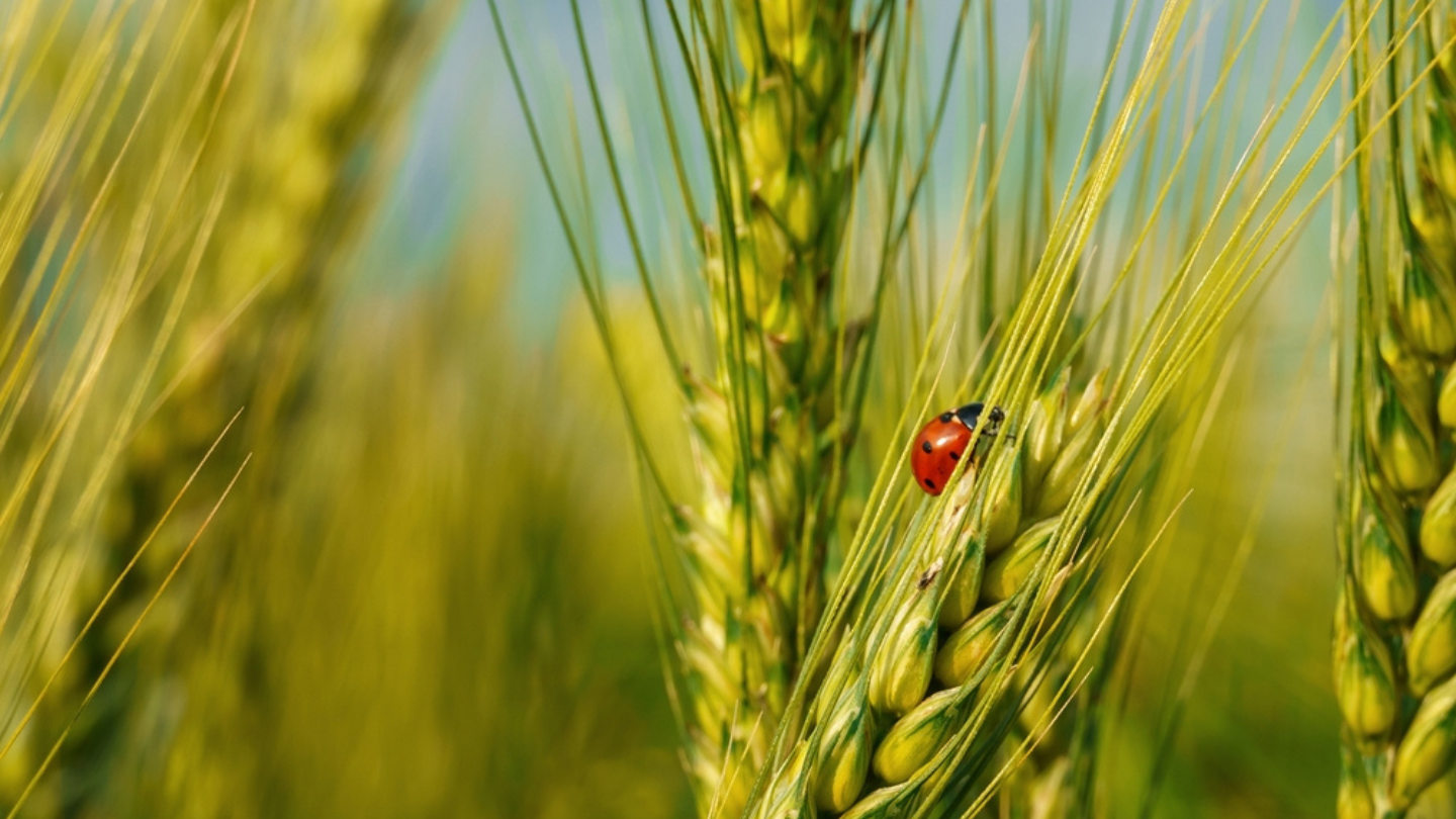 What are heritage grains and why are they used in whisk(e)y? - Vimarsana News