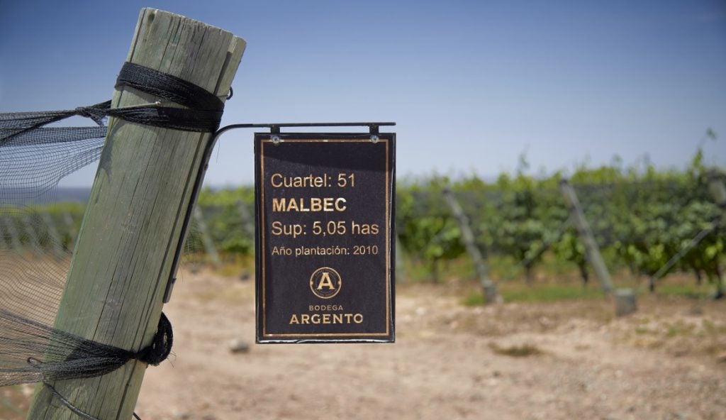 Rows of Malbec grapes growing in Argentina