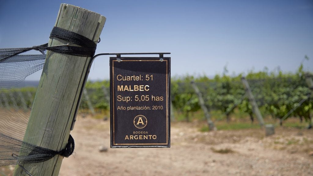 Malbec vines at Bodega Argento