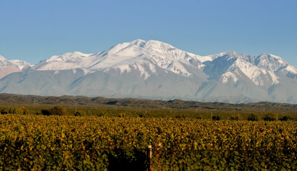The Andes mountains loom over Argentine vineyards
