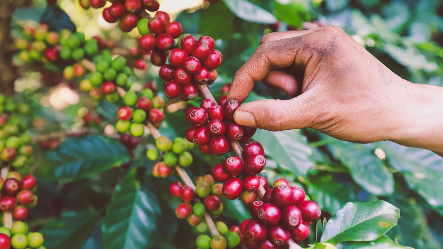 FAO issues 2100 warning on key crops