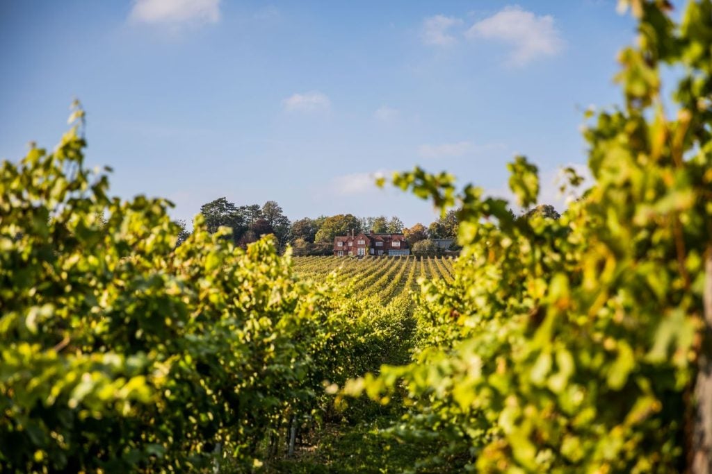 Sunlit vineyard, blue sky.