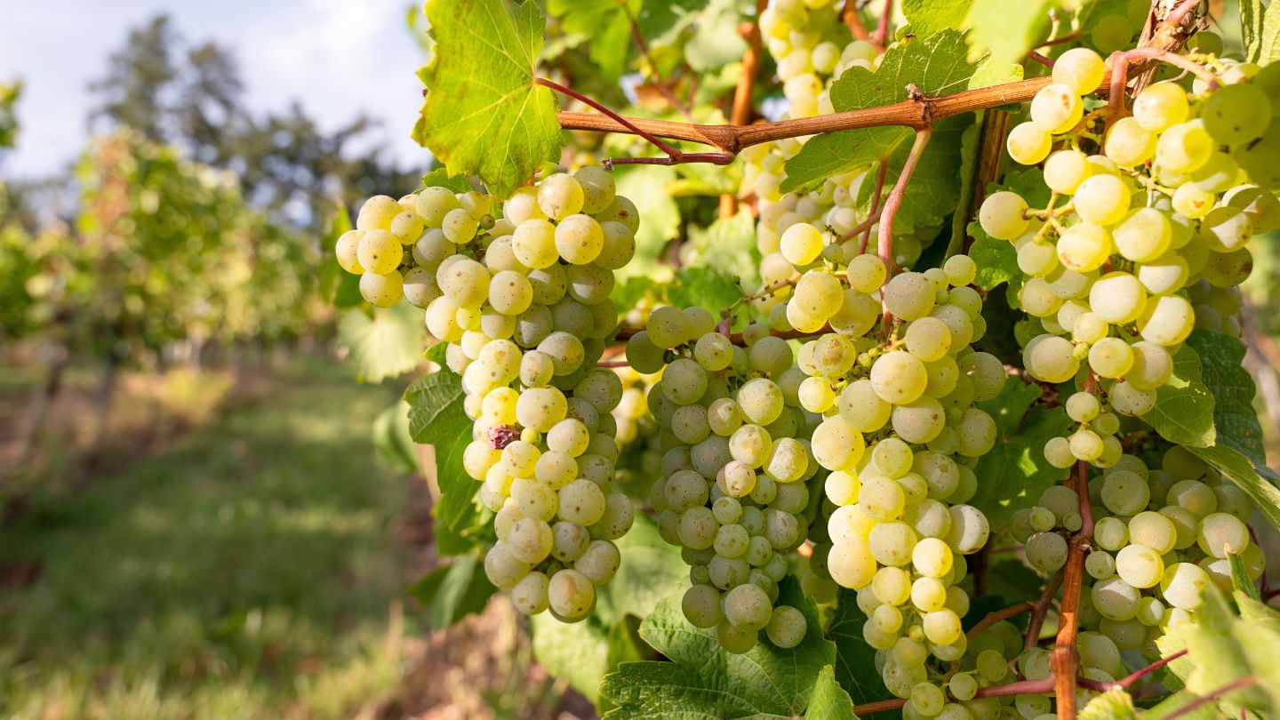Early estimates for German wine harvest present mixed picture