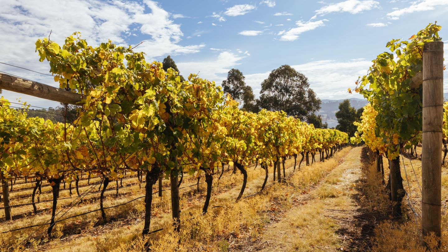 China, US declines hit Australia wine export sales