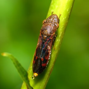 Glassy-winged sharpshooter.