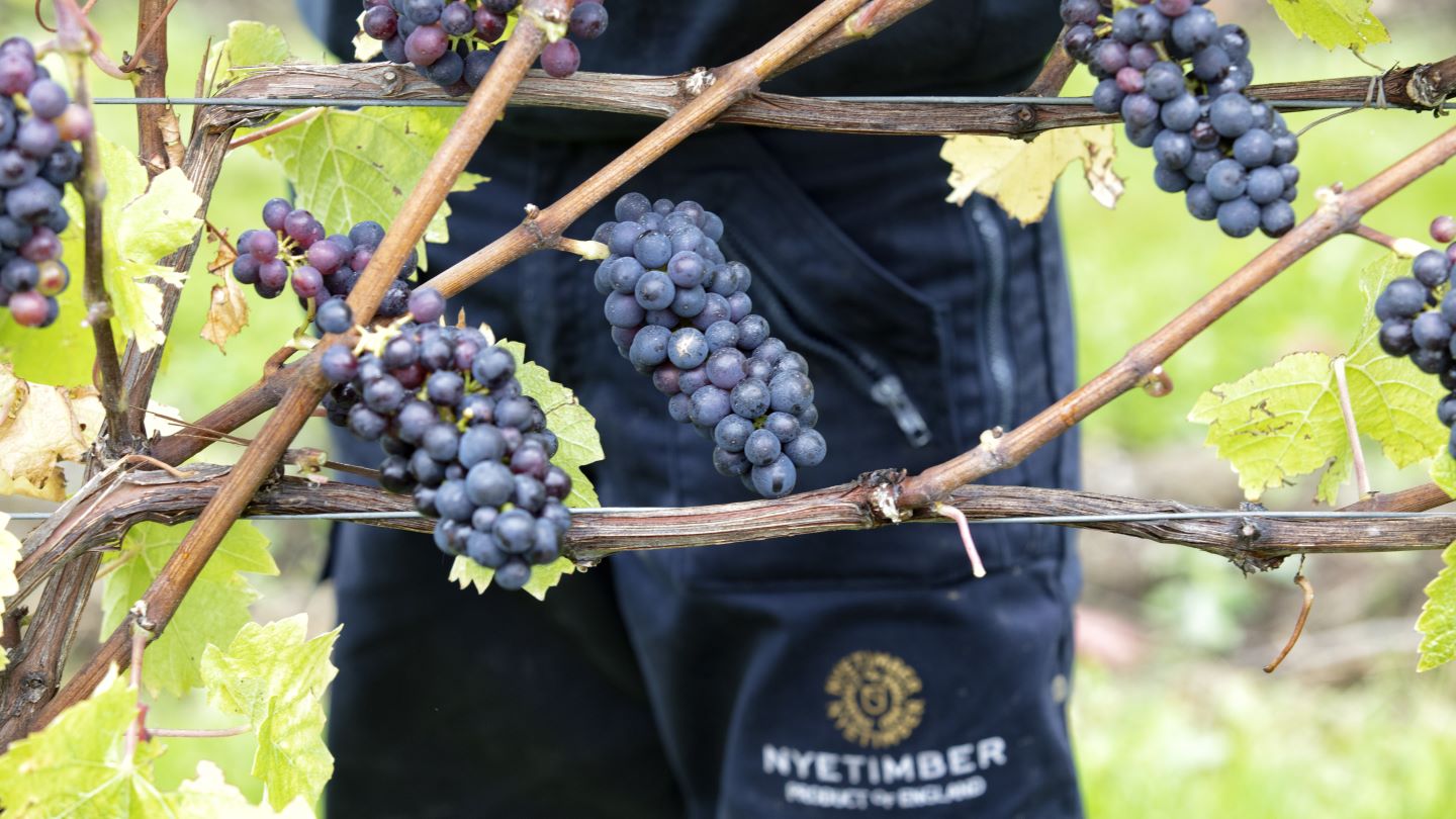 Nyetimber expecting “earliest ever harvest” after heatwaves