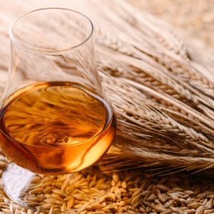 A glass of whiskey with barley ears on barley grains heap. Whiskey distillery concept and background